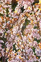 Portrait de prune cerise, Prunus cerasifera Nigra 