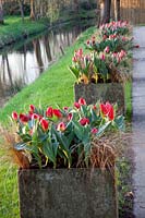 Tulipes et Carex en pot, Tulipa Couleur Cardinal, Tulipa Red Flair, Carex comans Forme Bronze 