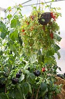 Poivrons et tomates de balcon en serre 