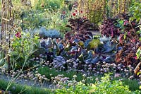 Potager d'automne avec chou frisé, chou pointu et ail de montagne, Brassica oleracea Redbor, Brassica oleracea Kalibos, Allium senescens 