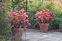 Pots avec bégonias, Begonia Dragon Wing Pink 