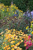 Lit d'automne avec chrysanthèmes de jardin et alii, Dendranthema Cendrillon, Dendranthema Dernier Soleil 