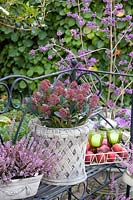 Skimmie et bruyère en pots,Skimmia japonica Rubella,Calluna vulgaris Garden Girls 