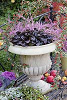 Pot avec bruyère et Günsel, Calluna vulgaris Garden Girls, Ajuga Braunherz 