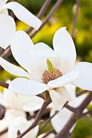 Fleur de magnolia, Magnolia soulangeana Alba Superba 