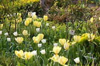 Tulipes jaunes et blanches,Tulipa Purissima,Tulipa Yellow Purissima 