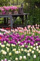 Tulipes dans le jardin 