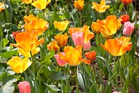 Tulipes en orange et rose 