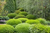 Jardin verdoyant avec topiaire 
