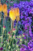 Lit avec nénuphar, fleur de flamme et oignon ornemental, Kniphofia Bee's Sunset, Phlox paniculata Iris, Allium sphaerocephalon 