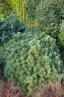 Portrait de pin nain, Pinus mugo Mops 
