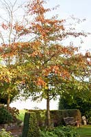 Portrait de chêne écarlate, Quercus coccinea 