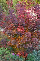 Couleur d'automne du buisson de perruque, Cotinus coggygria Royal Purple 