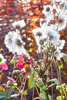 Tête de graine portrait de l'anémone d'automne, Anemone japonica Honorine Jobert 
