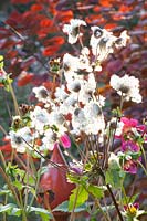 Tête de graine portrait de l'anémone d'automne, Anemone japonica Honorine Jobert 