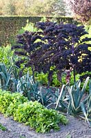 Lit avec endives, poireaux et chou frisé, cichorium, Allium porrum, éléphant Brassica oleracea Redbor 