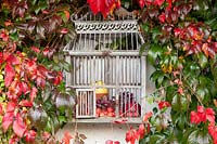 Cage à oiseaux comme décoration entre vigne vierge, Parthenocissus quinquefolia 