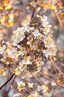 Hortensia paniculé portrait en hiver,Hydrangea paniculata dentelle de Bourgogne 