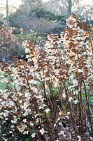 Hortensia paniculé portrait en hiver,Hydrangea paniculata Last Post 