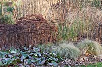 Vivaces et graminées en hiver, Sedum, Bergenia, Carex Frosted Curls 