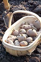 Nature morte aux plants de pommes de terre Charlotte et Anya, Solanum tuberosum Charlotte, Solanum tuberosum Anya 