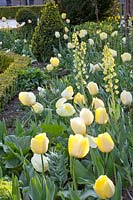 Lit tulipe avec Tulipa Maja, Tulipa Vérone, Tulipa Françoise, Tulipa Ivory Floradale, Fritillaria persica Ivory Bells 