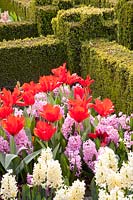Plantes à bulbes au printemps, Hyacinthus Pink Surprise, Tulipa Princess Charmante 