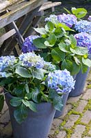 Hortensias bleus en pots, Hydrangea macrophylla 