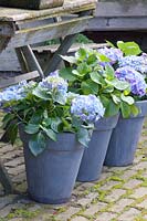 Hortensias bleus en pots, Hydrangea macrophylla 
