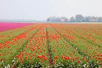 Champs de tulipes en Hollande 