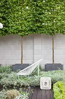 Jardin moderne avec arbres en conteneurs, Acer campestre, Euphorbia Silver Swan, Convulvulus cneorum, Galium odoratum 