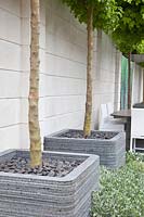 Jardin sur le toit moderne avec arbres en pot, Acer campestre 