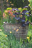 Pot avec plantes vivaces, Euphorbia martinii, Erysimum Apricot Twist, Ligularia dentata 