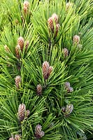 Portrait de pin nain, Pinus mugo 
