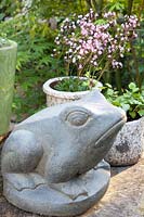Grenouille de pierre et saxifrage en pot, Saxifraga umbrosa 