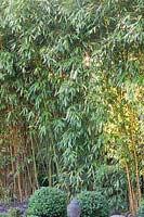 Bambou portrait, Phyllostachys aureosulcata spectabilis 