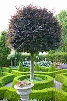 Jardin à la française avec hêtre cuivré, Fagus sylvatica Purpurea Latifolia 