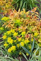 Spiraea et euphorbe, Spiraea Goldflame, Euphorbia polychroma 
