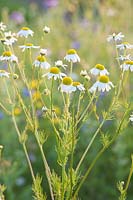 Prairie fleurie de Rieger-Hofmann, Anthemis arvensis 