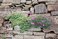 Mur en pierres recyclées, Dianthus 