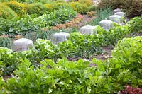 Lit de laitue, ciboulette, céleri, soucis, Lactuca sativa, Allium schoenoprasum, Apium, Tagetes tenuifolia 