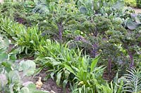 Lit de chou frisé et de salsifis, Brassica oleracea Redbor, Scorzonera hispanica 