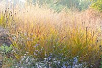 Switchgrass, Panicum virgatum Shenandoah, Aster 