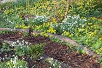 Jardin forestier au printemps, Eranthis hyemalis, Galanthus Magnet, Helleborus orientalis, Hamamelis Arnold Promise 