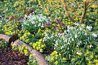 Jardin forestier au printemps, Eranthis hyemalis, Galanthus Magnet, Helleborus orientalis, Hamamelis Arnold Promise 
