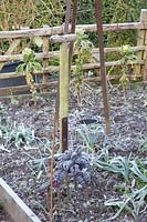 Potager en hiver, Brassica oleracea, Allium porrum 