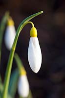 Portrait perce-neige, Galanthus plicatus Sarah Dumont 