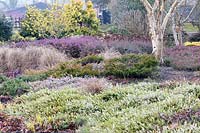 Jardin de bruyère en hiver, Hamamelis, Betula apoiensis Mount Apoi, Erica carnea Springwood White, Erica x darleyensis Kramer's Rote 