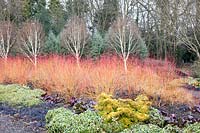 Jardin en hiver, Cornus sanguinea Midwinter Fire, Betula, Bergenia, Helleborus, Ophiopogon planiscapus Nigrescens 
