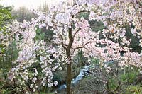 Magnolia loebneri Leonard Messel, Magnolia kobus x Magnolia stellata 